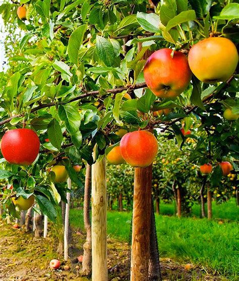 Buying a fruit tree. Things To Know About Buying a fruit tree. 